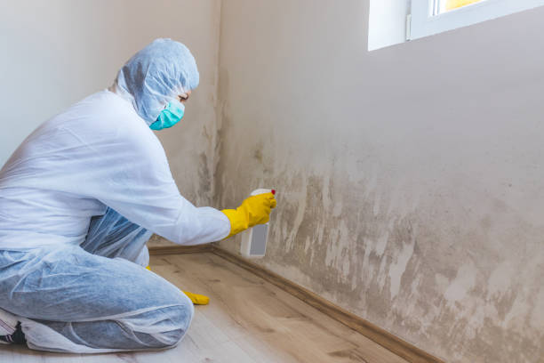 Licensed Basement Mold Remediation service in Lemoyne, PA - WQB Mold Removal