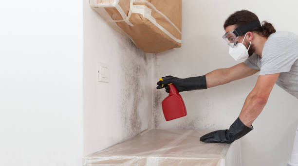 Professional Basement Mold Remediation technician working in Lemoyne, PA