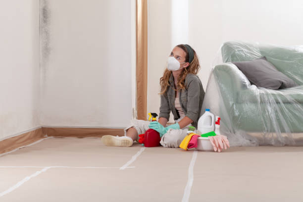 Reliable Basement Mold Remediation contractor in Lemoyne, PA by WQB Mold Removal