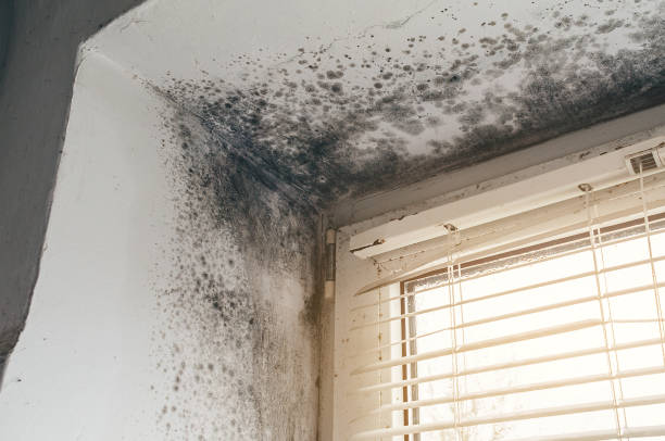 Affordable Basement Mold Remediation solutions in Lemoyne, PA